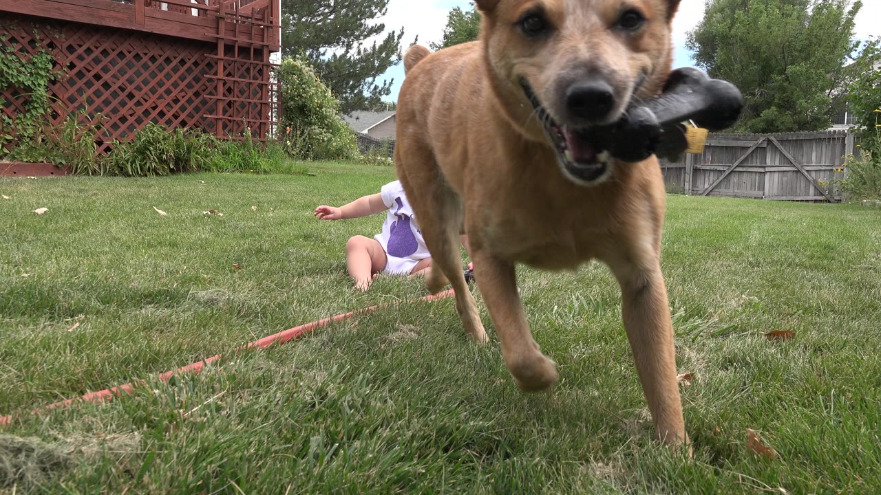 A tan dog moves toward the lens with a black object in its mouth as the seated infant remains in the grass behind it in Westminster, Colorado.