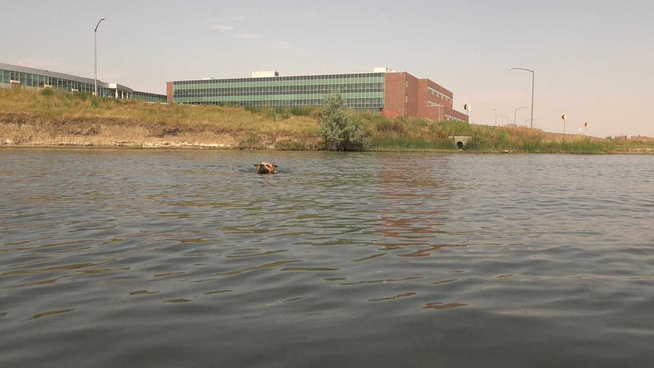 At Hidden Lake, Colorado, a brown dog appears small in the rippled water below a grassy bank and brick-and-glass building, with no visible people.