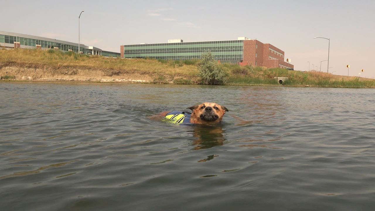 At Hidden Lake, Colorado, a brown dog in a yellow and blue flotation vest swims near the center of the frame across rippled water, with a grassy bank and low building behind it and no visible people.