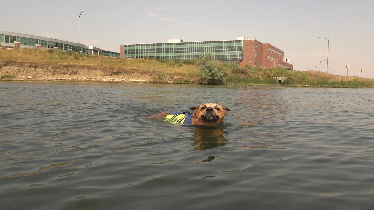 At Hidden Lake, Colorado, the dog faces the camera while swimming through small ripples, with its yellow flotation vest partly visible and the grassy shore and long building in the background, no visible people.