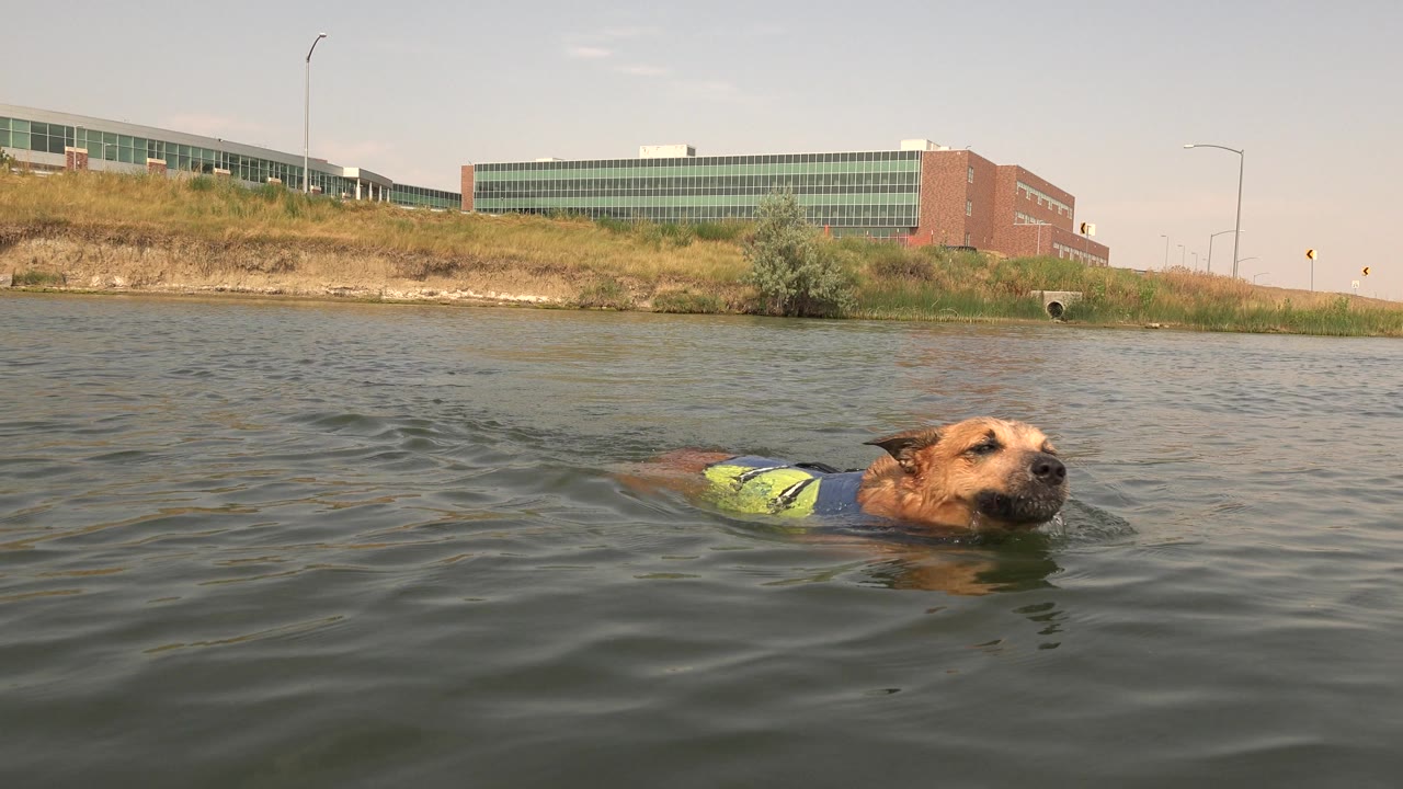 Dog in flotation vest swimming past the camera angle