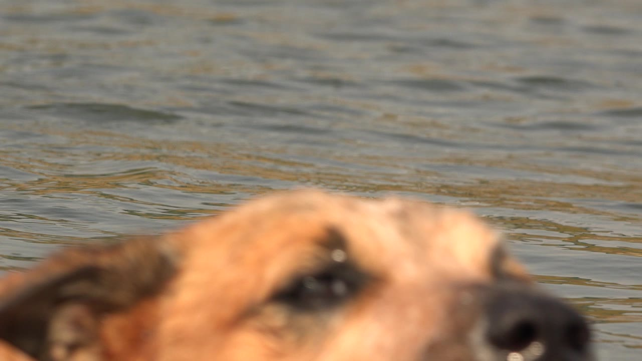 Close dog face at water level with rippled lake behind it.