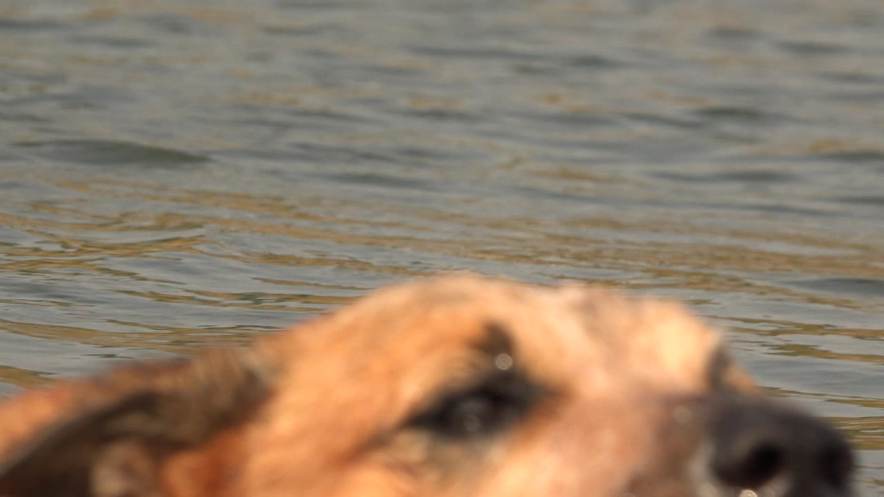 The dog's face remains close to the lens while it swims through Hidden Lake Colorado, with small waves crossing the background and no visible people.