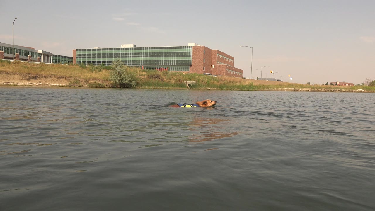 At Hidden Lake, Colorado, a brown dog in a bright vest swims near the left side of the frame below a glass-and-brick shoreline building, with no visible people.