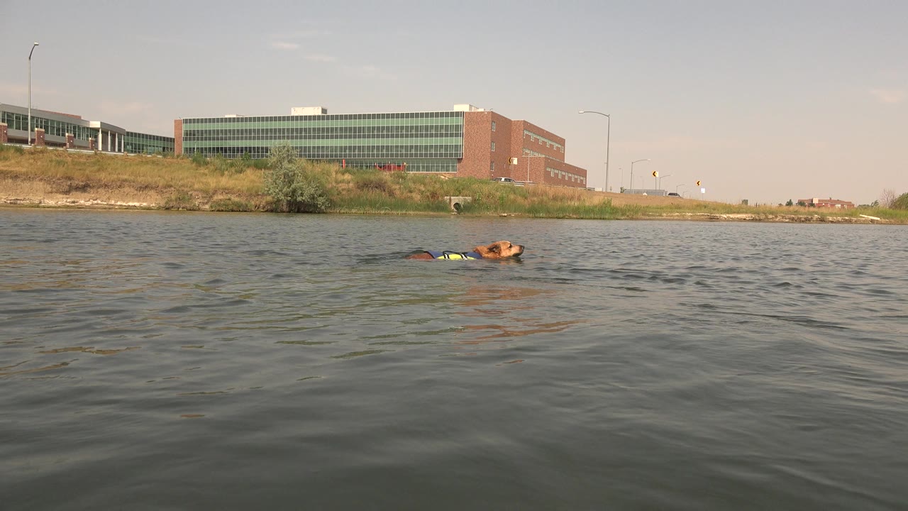 At Hidden Lake, Colorado, the dog remains low in the water near the center-left while small waves fill the foreground and the long shoreline building stays clear, with no visible people.