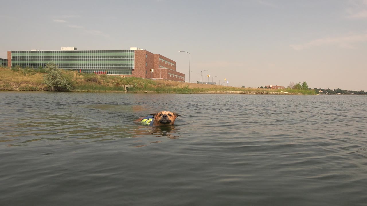 A brown dog in a blue and yellow-green vest swims low in the water at Hidden Lake, Colorado, with grassy shore and large buildings behind it and no visible people.