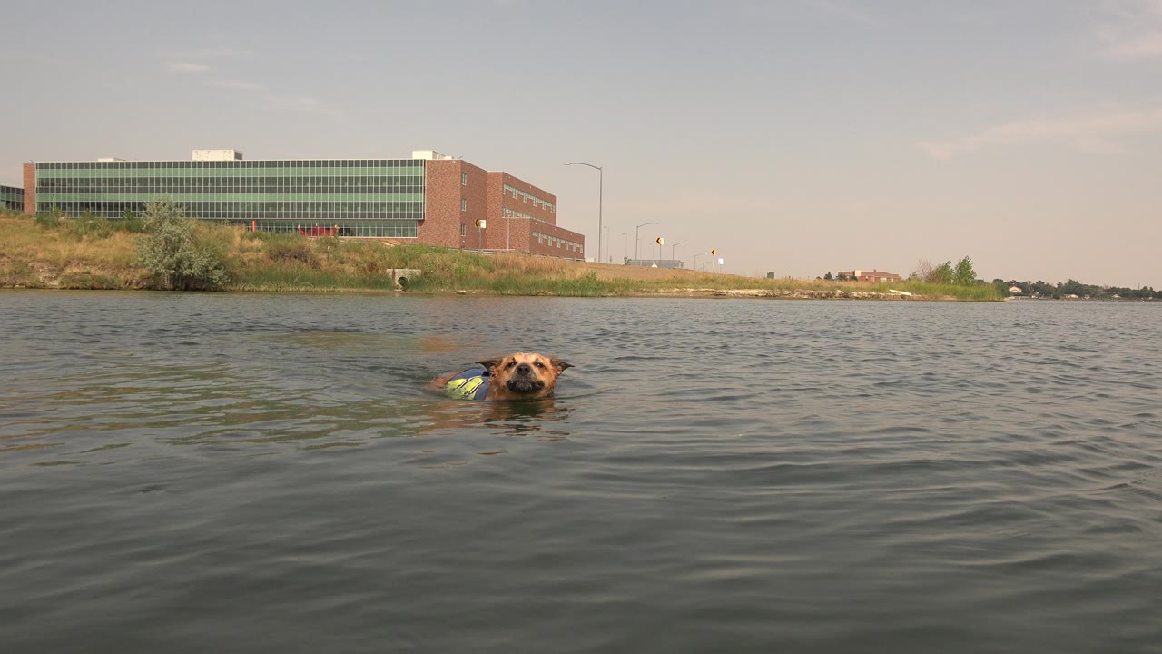 The vest-wearing dog swims slightly closer through rippled Hidden Lake water, with the brick-and-glass buildings remaining level on the far shore and no visible people.