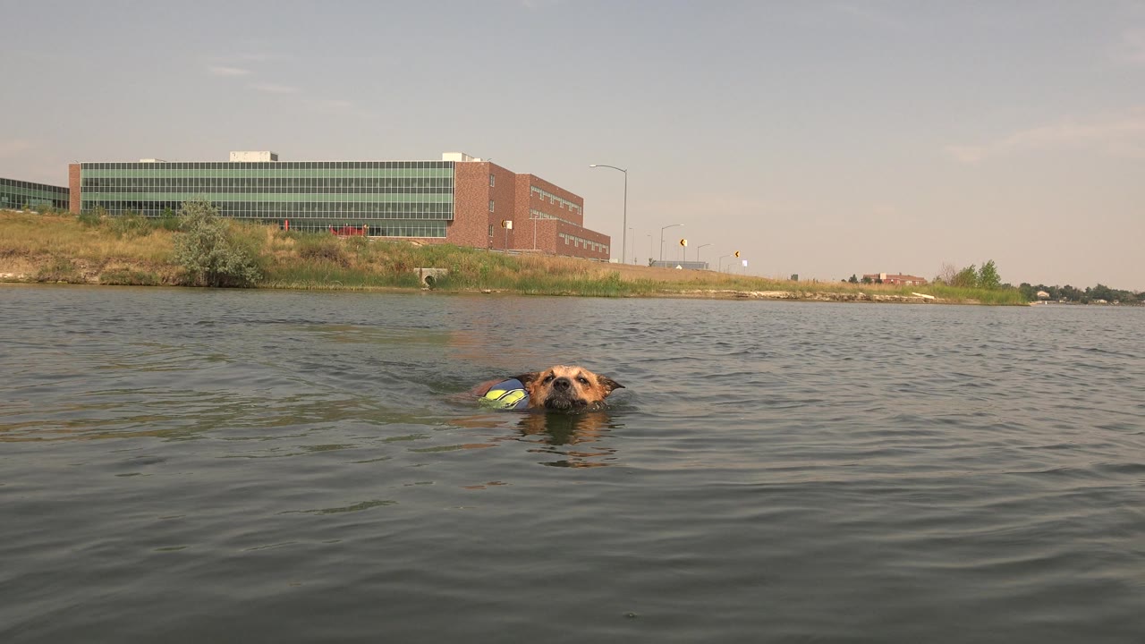 Dog head and vest visible while swimming across the lake foreground.