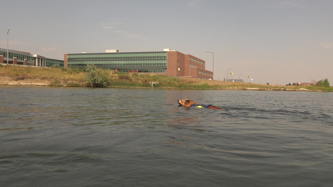 A brown dog swims near the center of Hidden Lake in Colorado, with rippled water in front, a grassy shore and a brick-and-glass building behind, and no visible people.