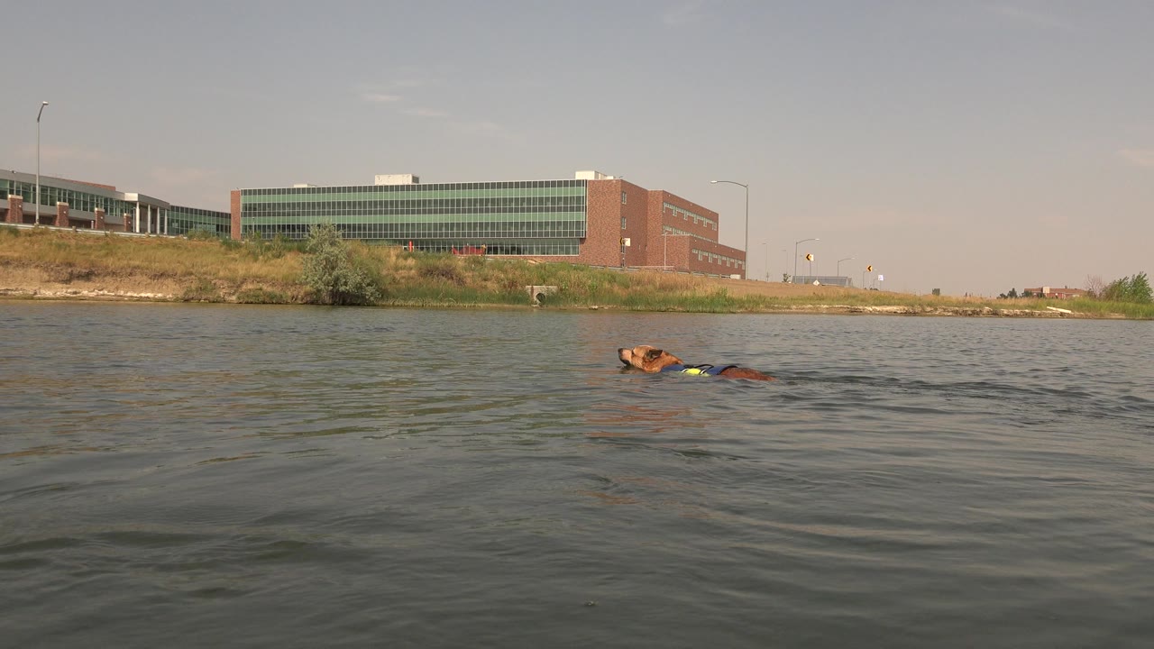 The dog continues swimming through Hidden Lake in Colorado, slightly farther across the rippled surface beneath the grassy bank and background building, with no visible people.
