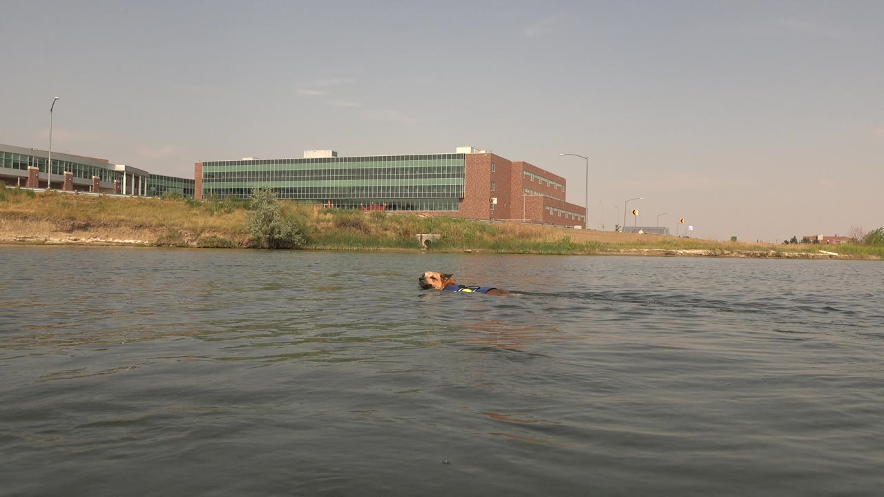 Dog's head above lake water with wake trailing behind toward a distant shore.