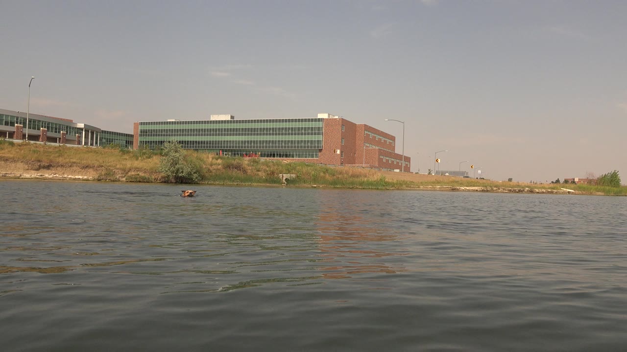 At Hidden Lake Colorado, a brown dog swims low in the rippled water while a large brick-and-glass building spans the far shoreline, with no visible people.