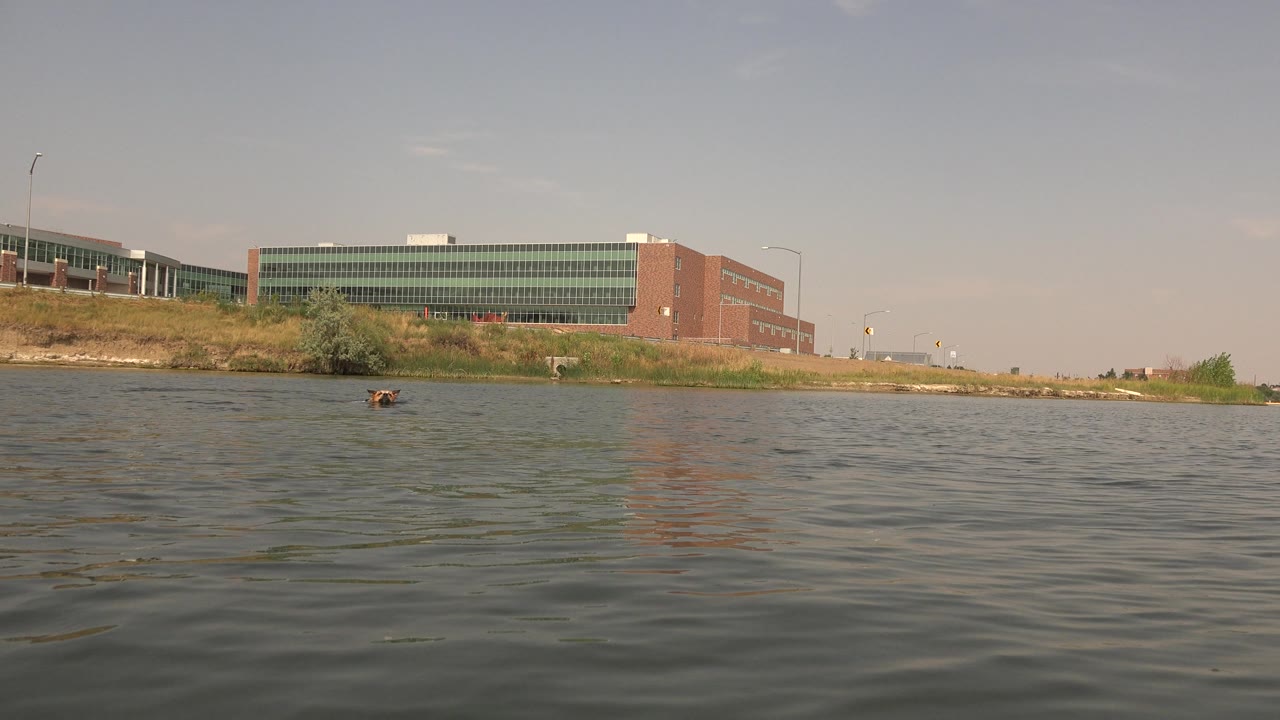 Dog swimming farther across lake water with shore building behind