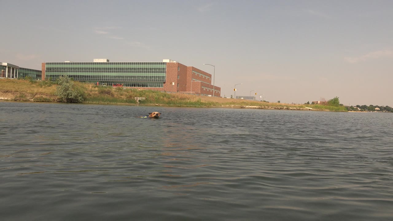 At Hidden Lake, Colorado, a tan dog swims low in rippled water while a large red-and-green building sits on the far shore, with no visible people.