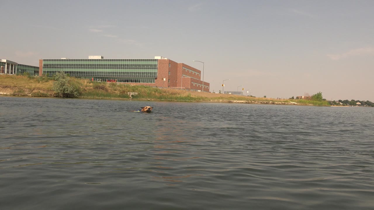 At Hidden Lake, Colorado, the dog remains near the center of the water as small waves cross the foreground and the shoreline building stays in view, with no visible people.