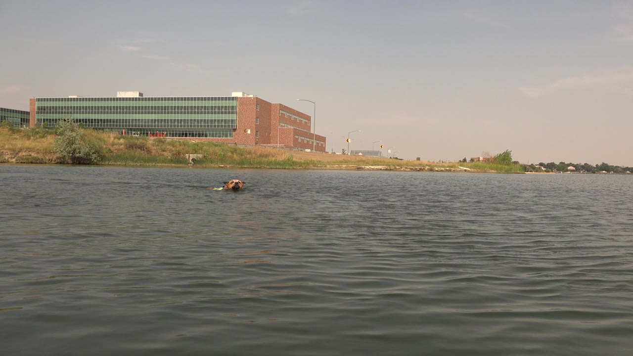 Dog swimming farther across the lake with shoreline development in the background.