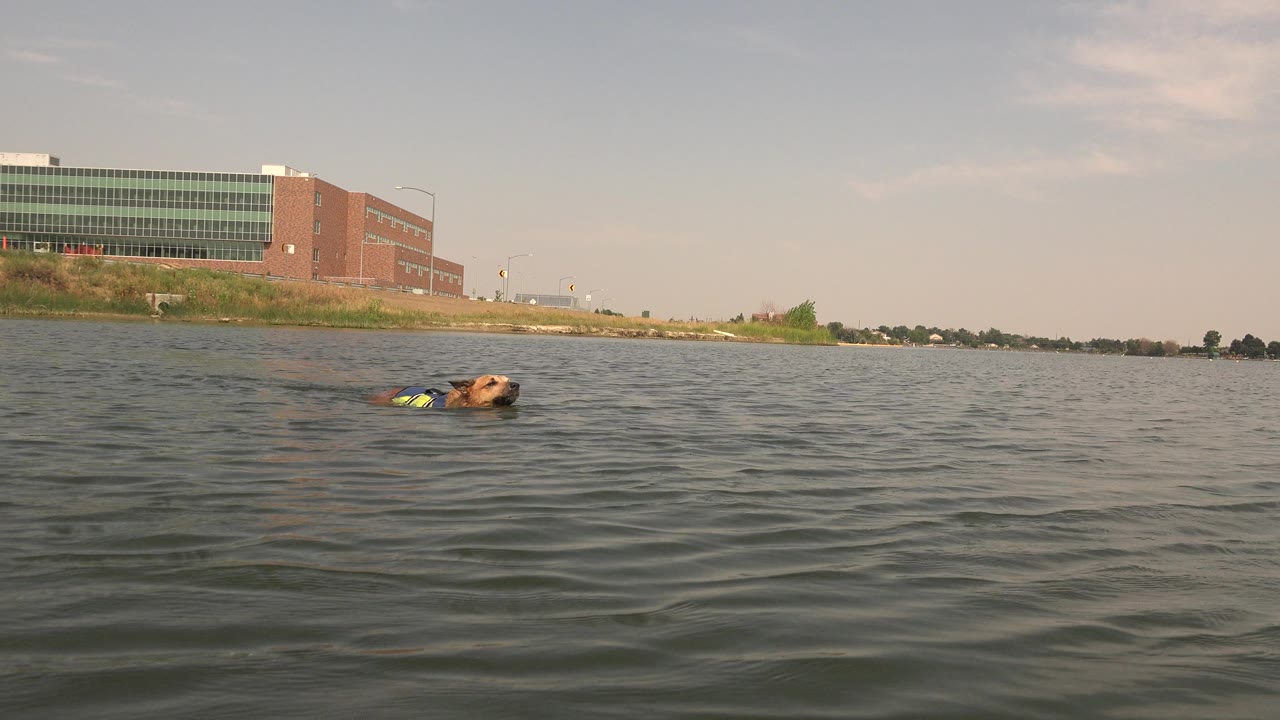 At Hidden Lake, Colorado, a brown dog swims low in rippled water near the left side of frame, with a brick and glass building across the shoreline and no visible people.