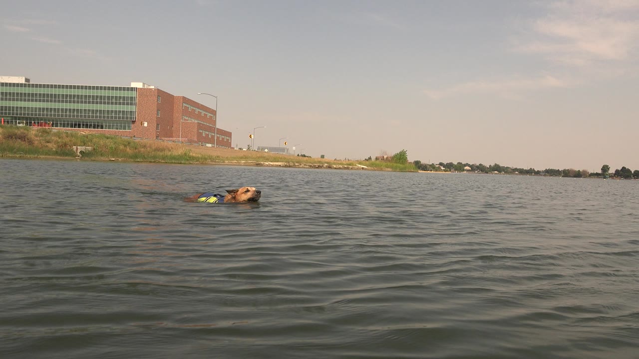The dog remains small in the midground at Hidden Lake, Colorado, paddling through textured water while the low shore and large building stretch across the background with no visible people.