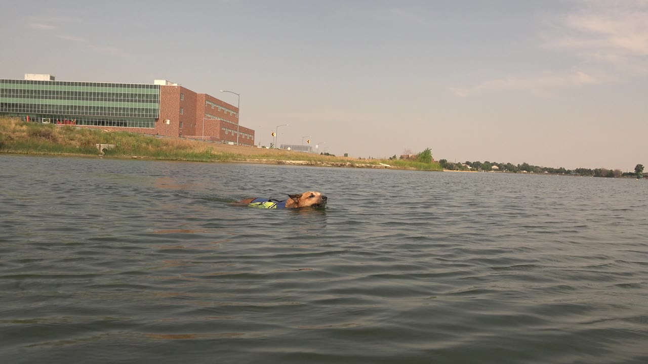 Brown dog swimming farther right in front of a shoreline building.