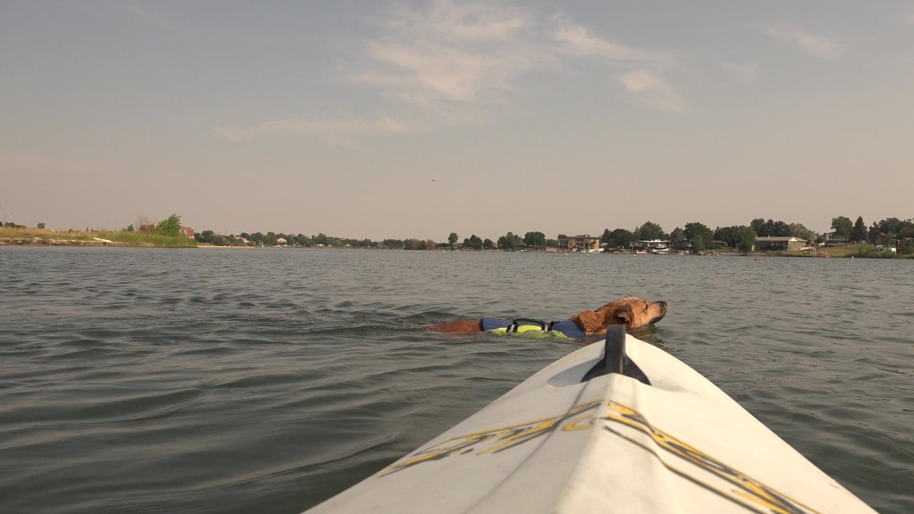 Dog swimming beside a white boat bow on lake water.