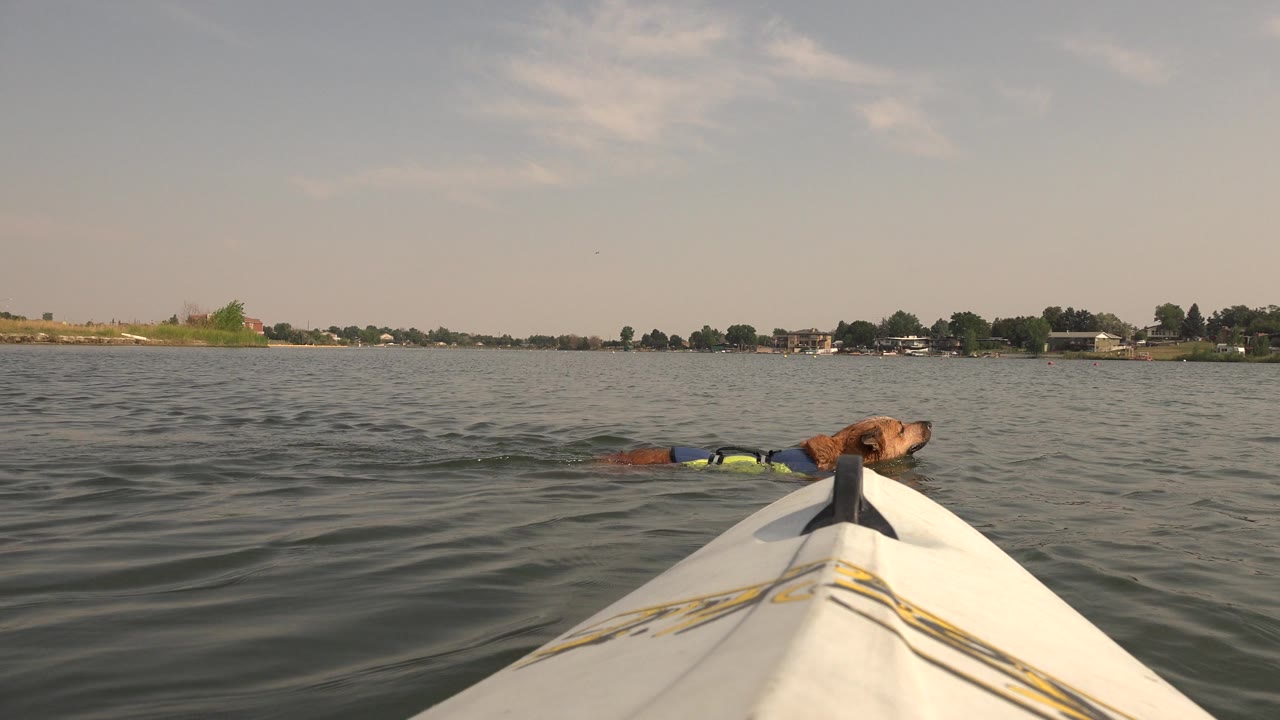 The dog keeps its head above the water beside the centered white boat bow on Hidden Lake, Colorado, with small waves and a low residential shoreline in the background, no visible people.
