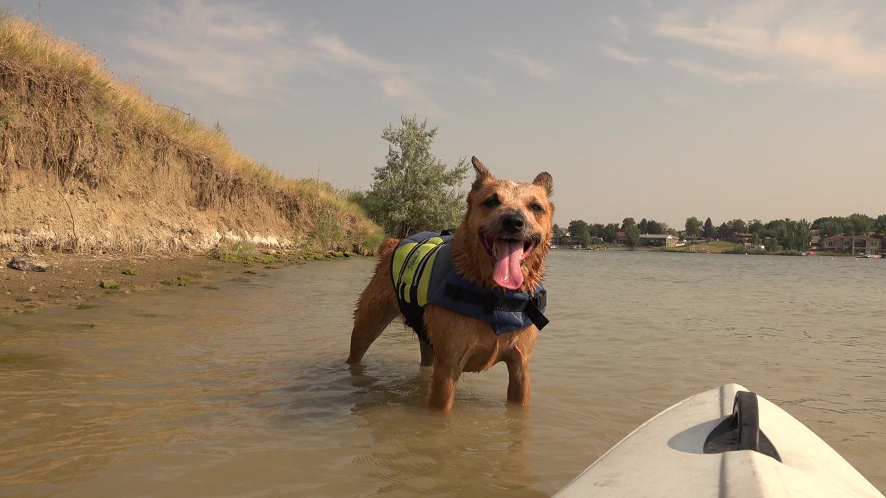 Small brown dog in a life vest standing in shallow lake water near a white kayak nose.