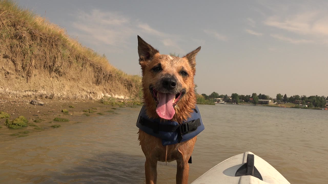Brown wet dog in a blue vest standing in shallow water beside a riverbank.