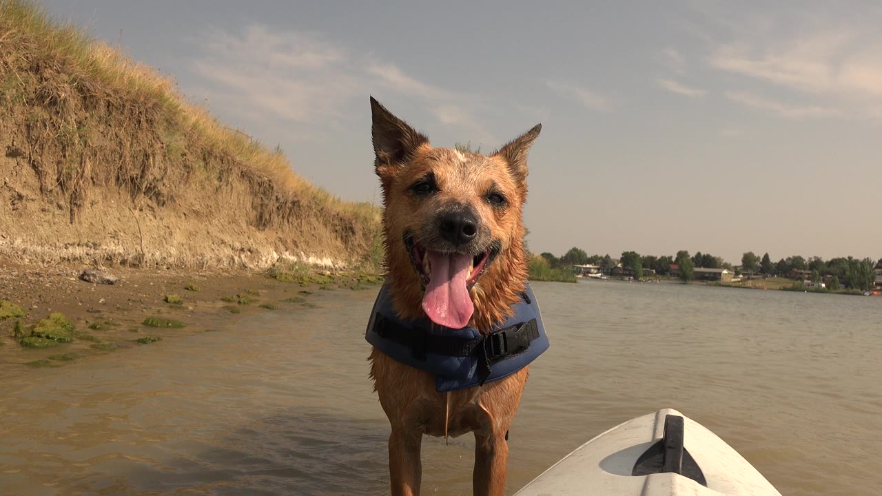 At Hidden Lake, Colorado, the dog remains centered and panting in shallow water, with the eroded bank to the left, distant trees and buildings across the water, and no visible people.