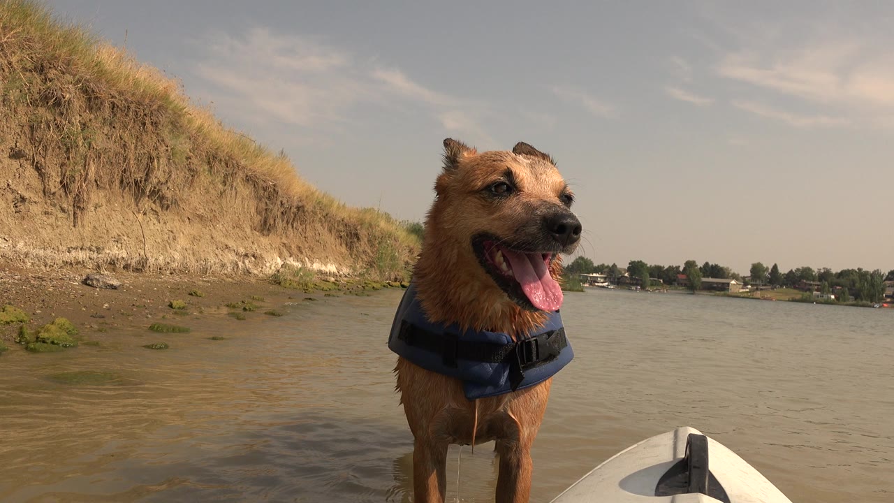 Wet brown dog in a blue life vest beside river water and a grassy bank.