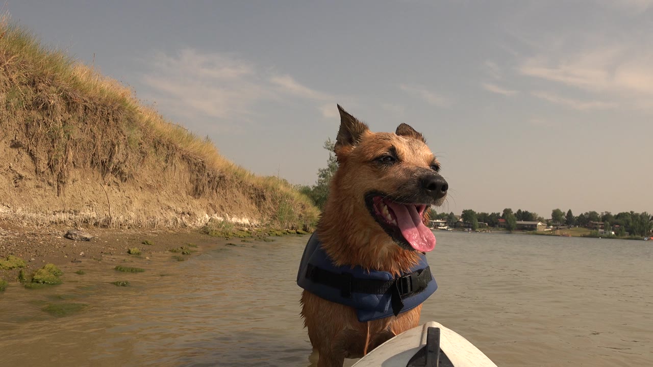 At Hidden Lake Colorado, a brown dog in a dark pet vest pants behind the white bow of a boat, with a grassy bank to the left and no visible people.