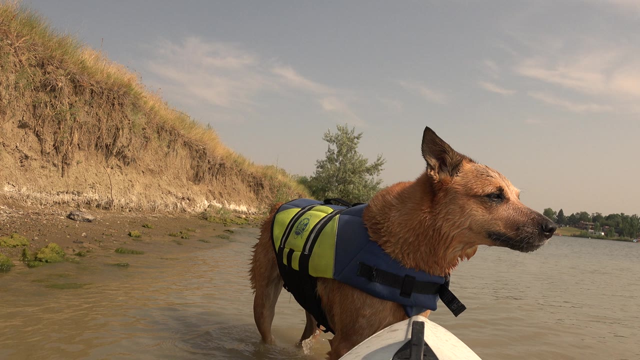 Brown dog in a blue and yellow vest looks right beside a boat bow.