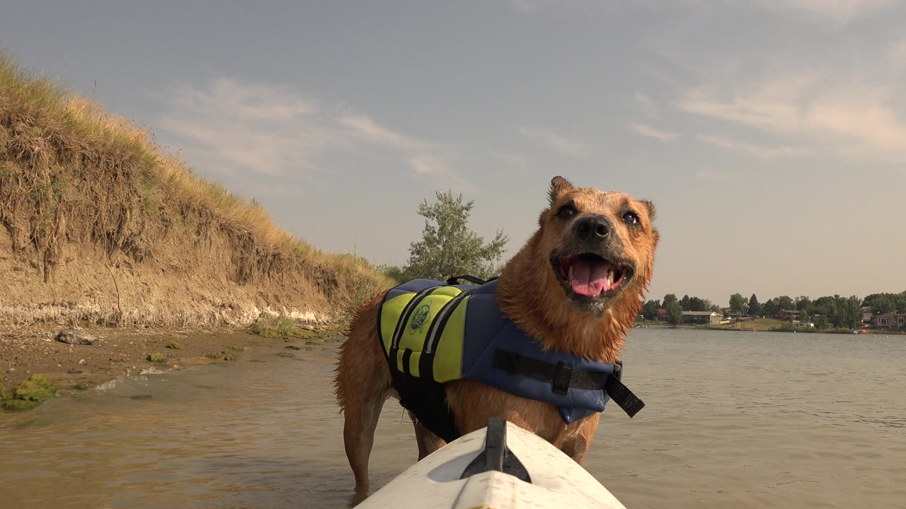 Wet brown dog in a life jacket on a boat bow beside a lake bank.