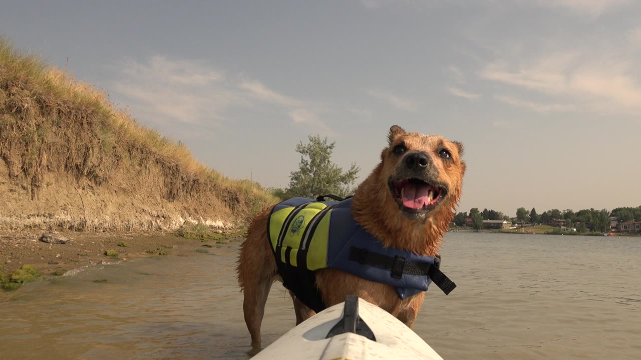 The dog faces forward from the boat bow at Hidden Lake, Colorado, with its mouth open, wet fur visible, a sloped grassy bank at left, and no visible people.
