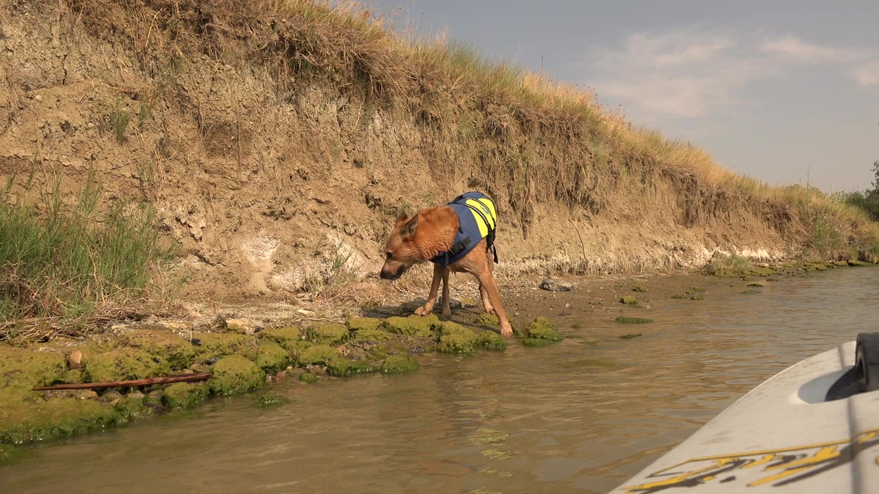 At Hidden Lake, Colorado, a brown dog wearing a blue and bright green vest walks left along the muddy creek edge beside shallow water, with no visible people.