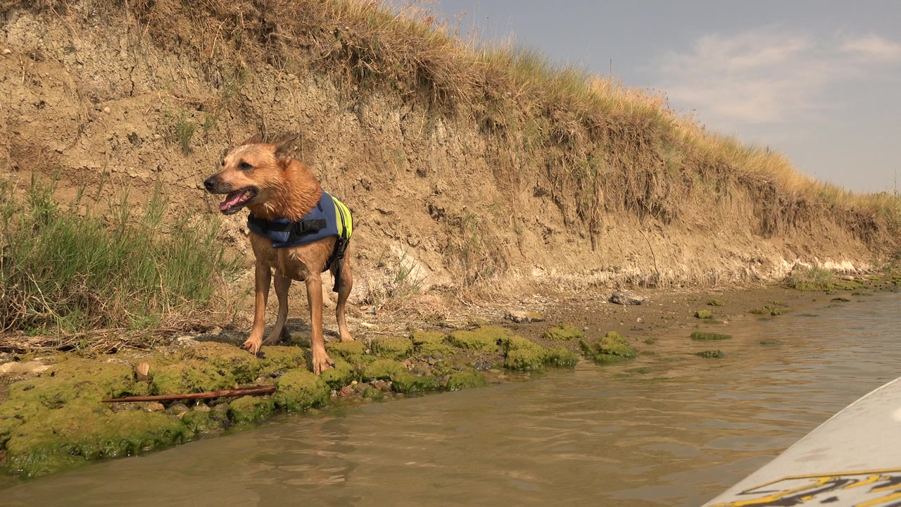 Wet brown dog in a life vest stands by shallow water and a dirt bank.