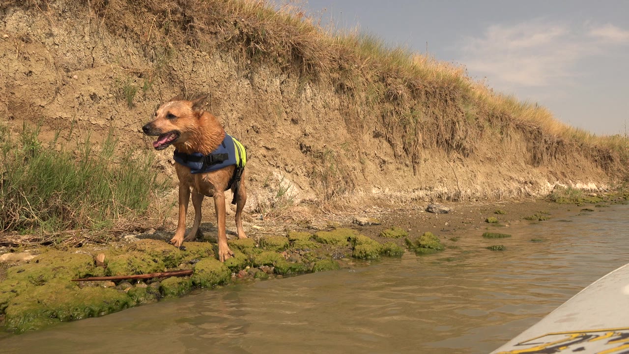 The dog remains at the mossy shoreline in Hidden Lake, Colorado, facing left beside shallow brown water and a dry dirt bank, with no visible people.