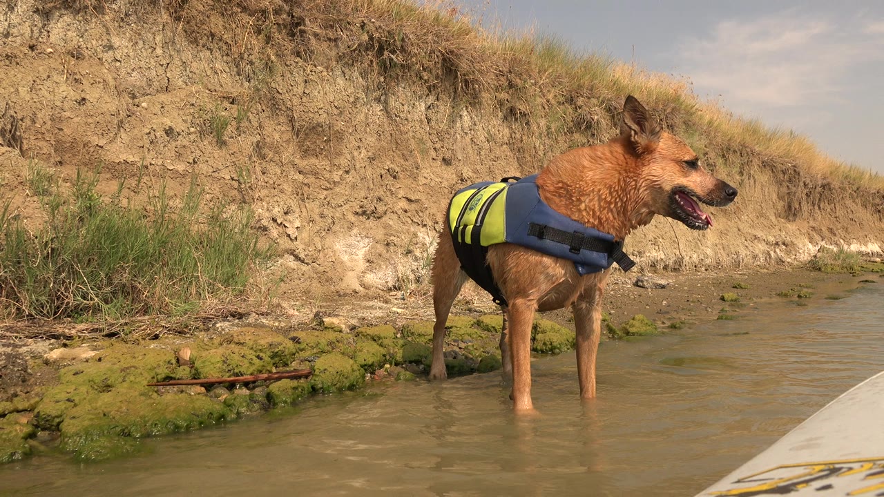At Hidden Lake, Colorado, a wet brown dog in a yellow and blue life vest stands side-on in shallow water near mossy rocks and an eroded bank, with no visible people.
