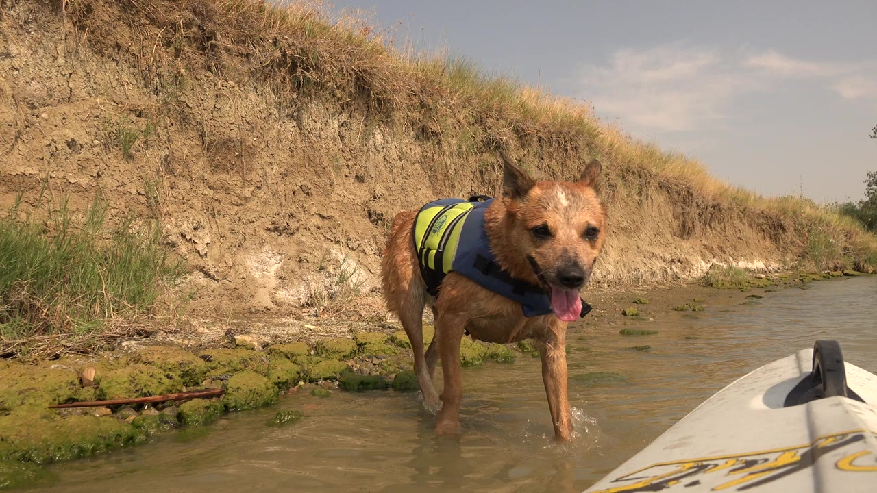 At Hidden Lake Colorado, a wet brown dog in a blue and yellow vest walks through shallow water toward a low camera, with a white canoe bow at right and no visible people.