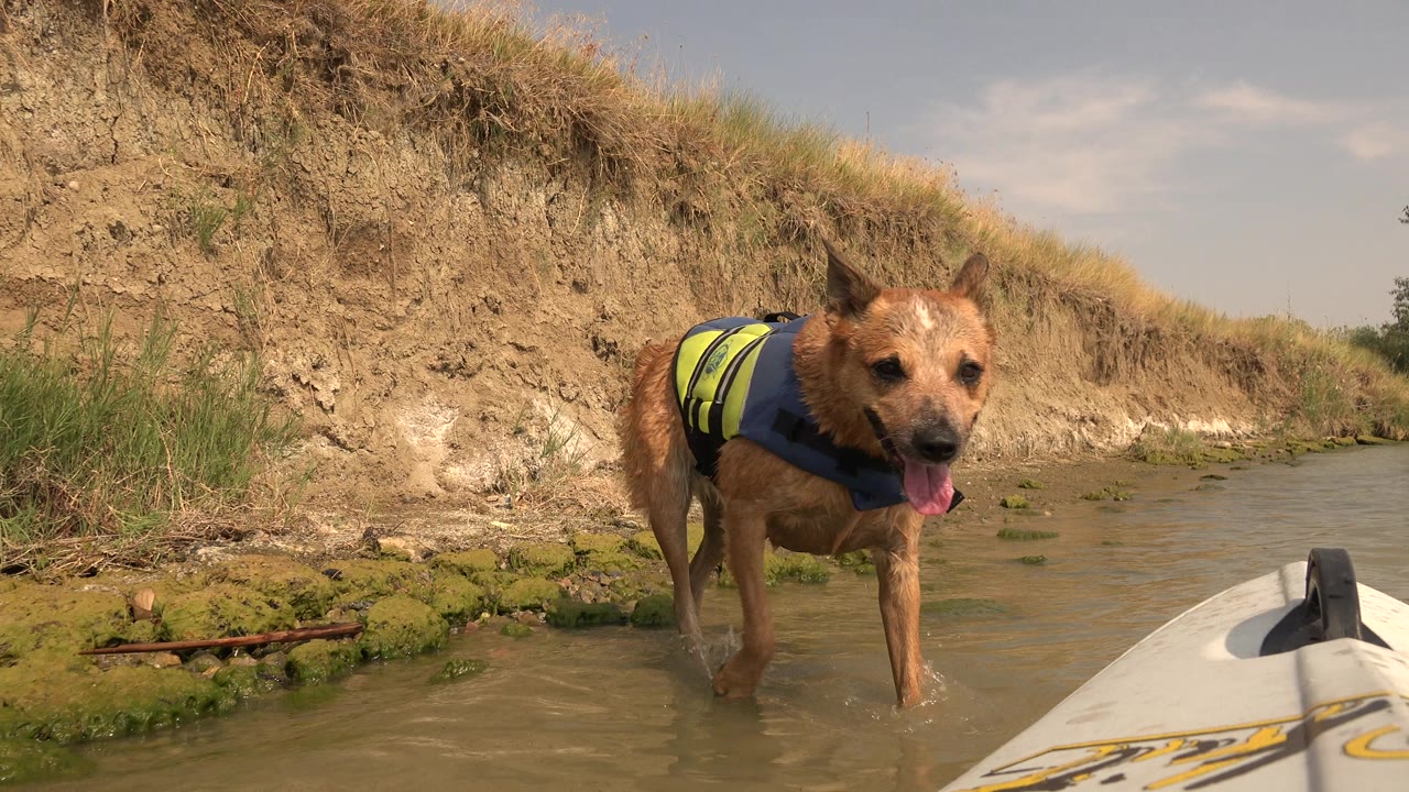The dog remains mid-frame at Hidden Lake Colorado, stepping through rippled shallow water beside the canoe bow, with the eroded grassy bank behind it and no visible people.
