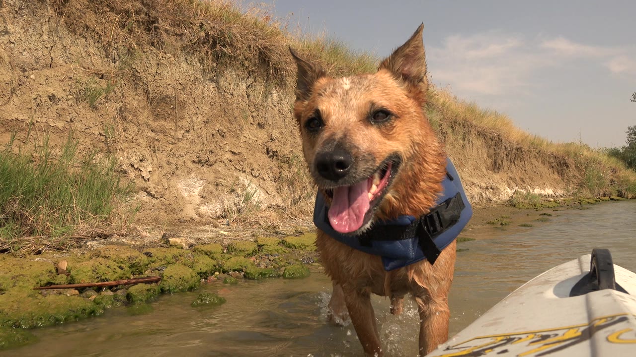 Dog in a blue and yellow vest close to the camera in shallow water.