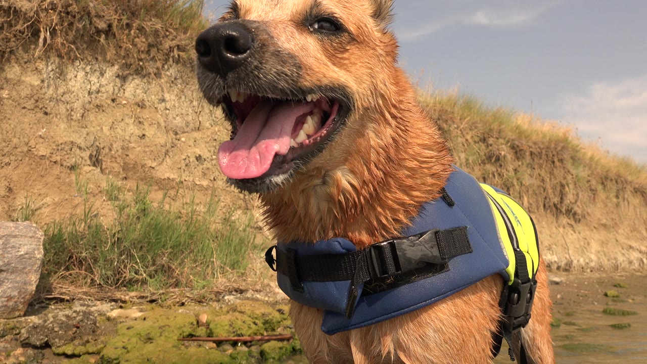 Close ground-level view of a wet tan dog panting in a blue and yellow flotation vest beside a dry dirt embankment at Hidden Lake Colorado, with no visible people.