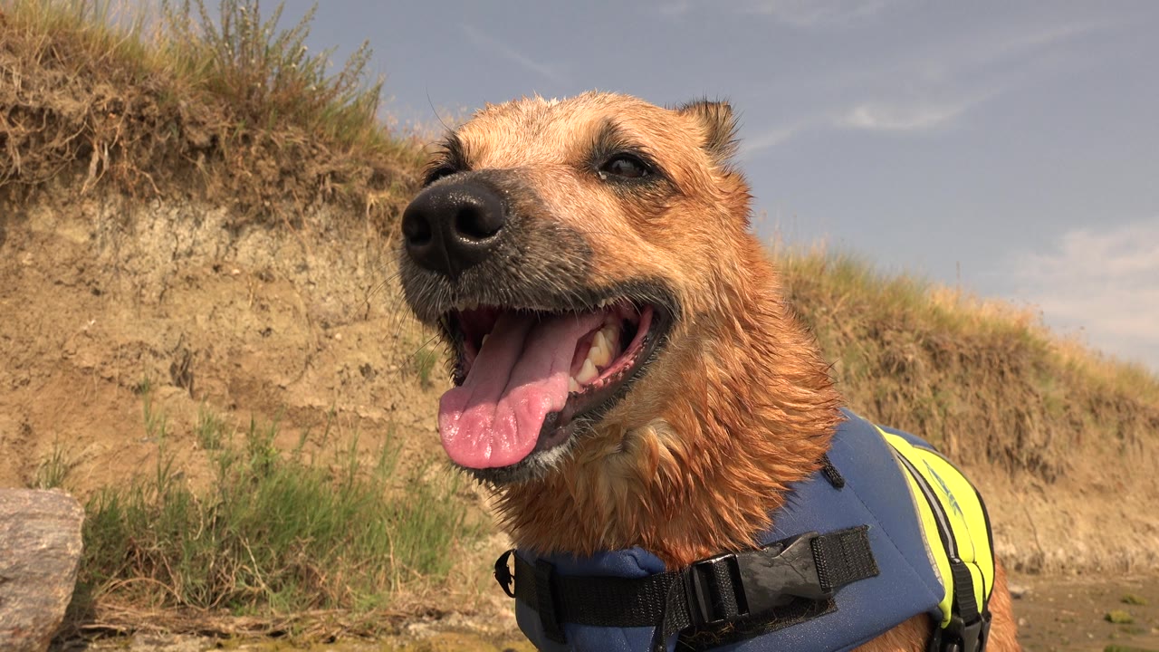 Wet dog in vest panting at the right edge of a dry shoreline frame.
