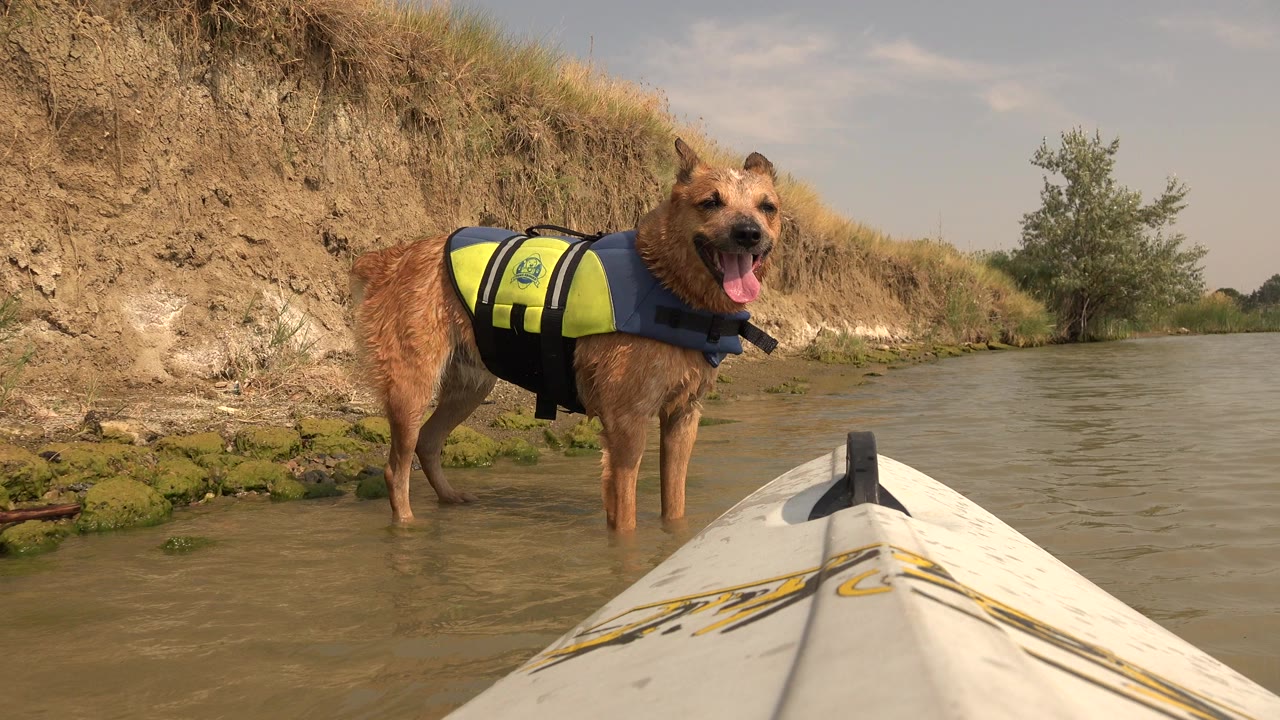 At Hidden Lake Colorado, a brown dog in a yellow and blue life jacket stands in shallow water beside an eroded bank, with a white kayak bow in the foreground and no visible people.