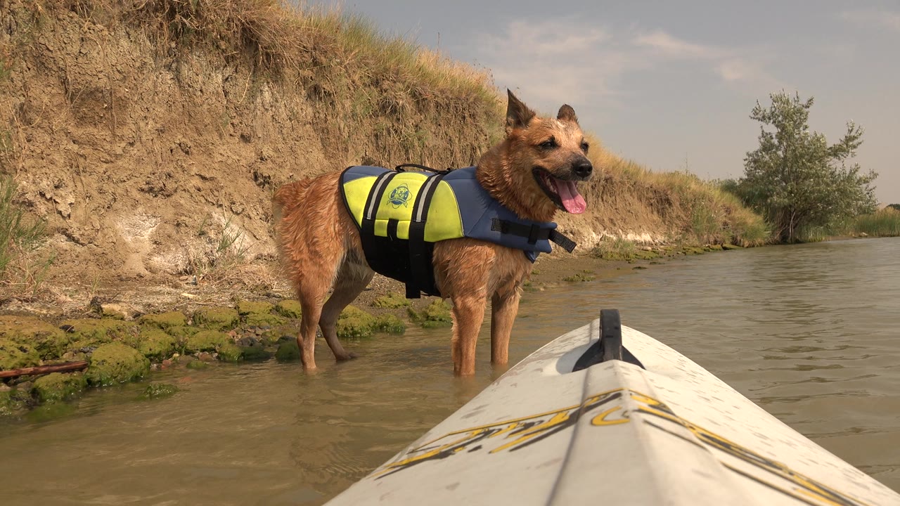 Dog in a yellow life jacket standing near the waterline as the kayak bow enters frame.