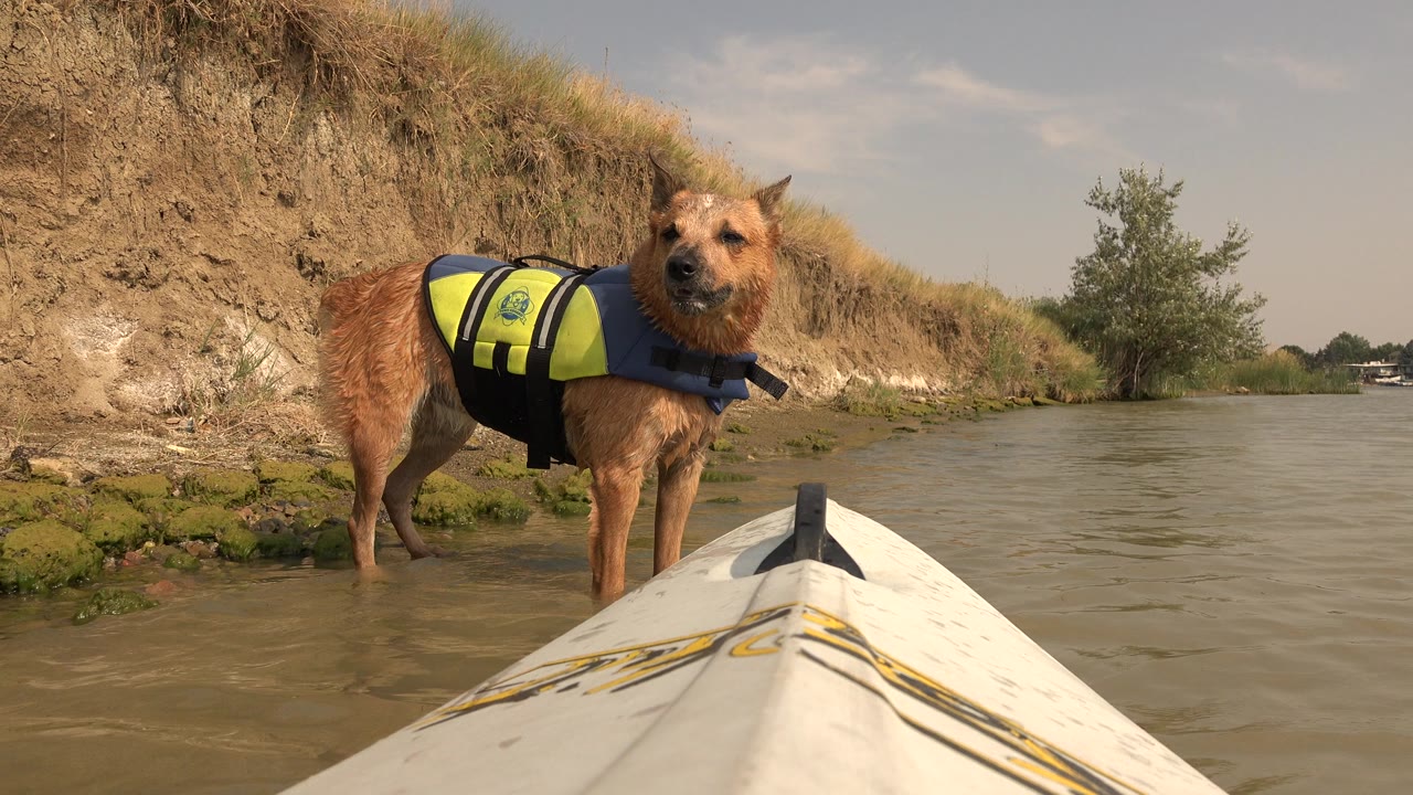 Tan dog wearing a blue and yellow life jacket stands in shallow water beside the bow of a white kayak at Hidden Lake, Colorado, with no visible people.