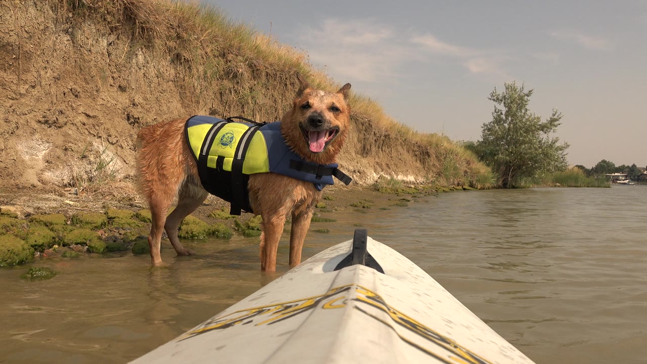 Panting dog in a life jacket beside a kayak on a lake edge.