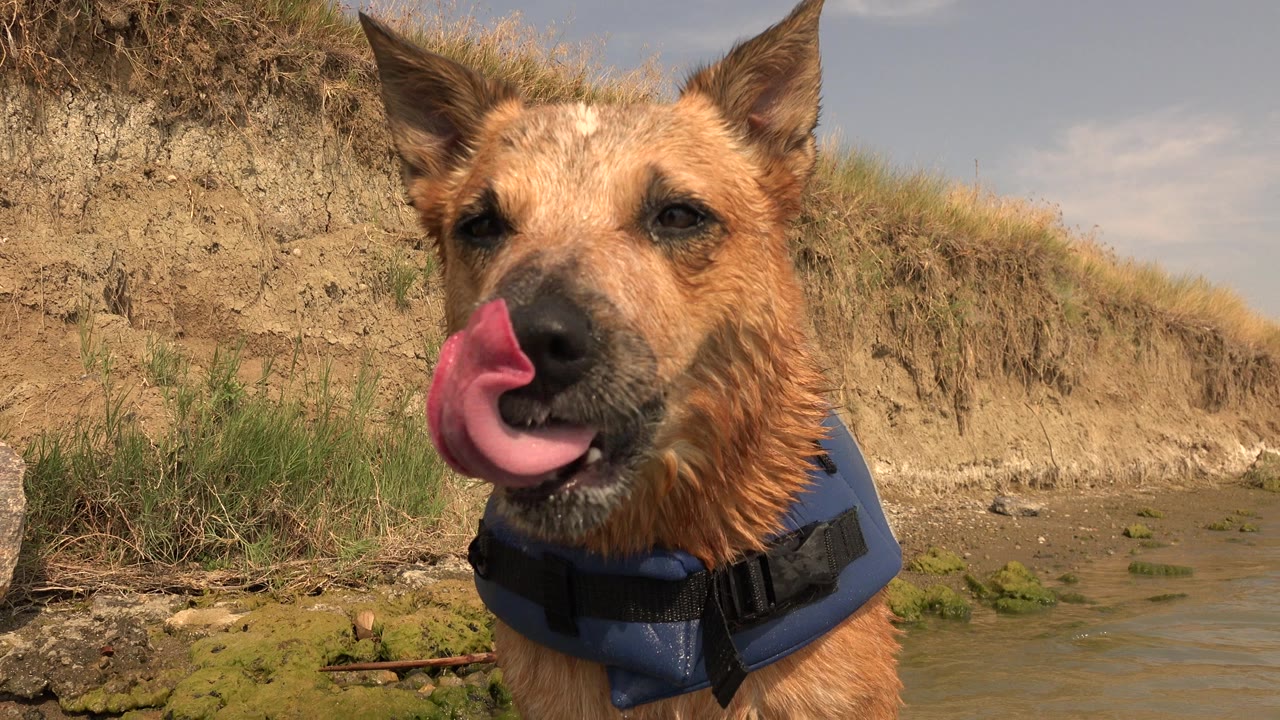 Wet tan dog in a blue vest licking its nose beside a muddy shoreline.