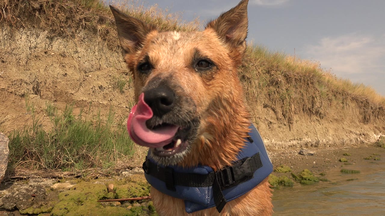 At Hidden Lake, Colorado, the dog's tongue curls across its nose in a close ground-level view, with a blue vest, shoreline water, grass, and dirt bank behind it, with no visible people.