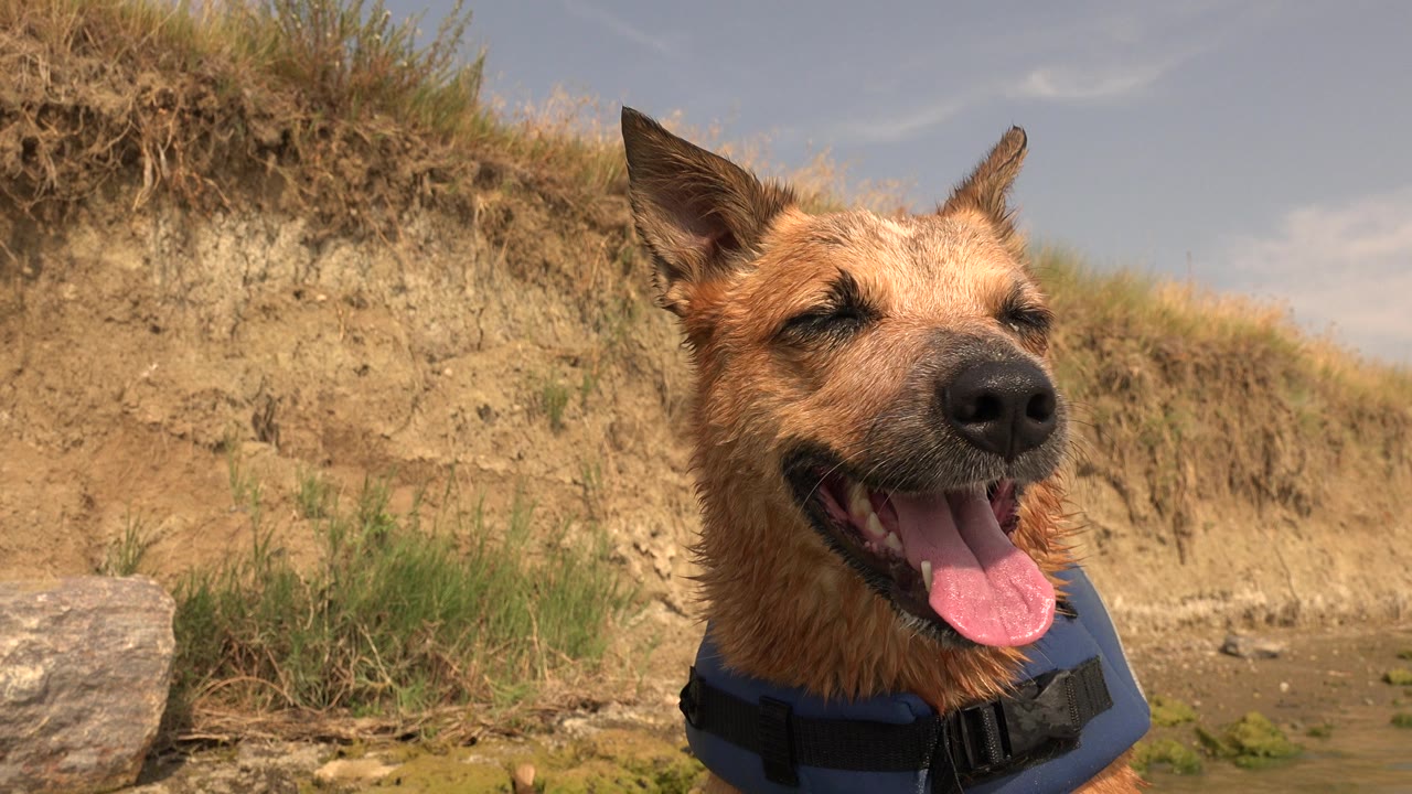 A close view of a wet brown dog panting beside a sandy bank and grasses at Hidden Lake, Colorado, with no visible people.