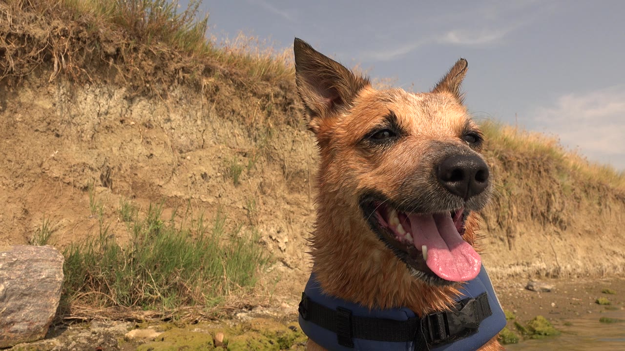 Panting dog in close-up with sandy bank behind.